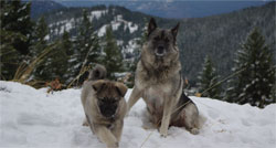 Golden Ring Elkhounds