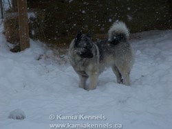 elkhound dogs