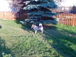 elkhound dogs