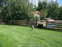 elkhound dogs