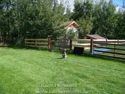 elkhound dogs