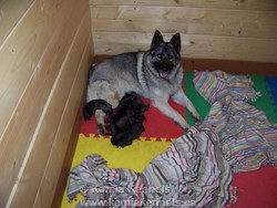 elkhound dogs