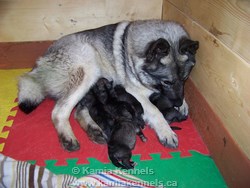 elkhound dogs