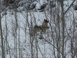 elkhound dogs