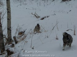 elkhound dogs