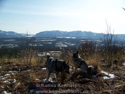 elkhound dogs