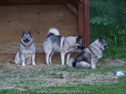 elkhound dogs