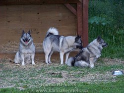 elkhound dogs