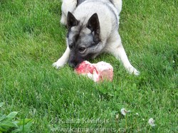 elkhound dogs