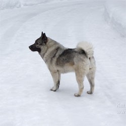 Kamp, Norwegian Elkhound 2016