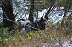 Takoda Elkhound Male Territorial