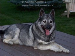 Takoda Male Elkhound Stud Dog