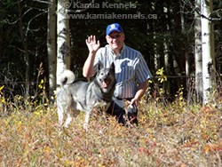 Takoda Elkhound Stud Dog