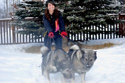 Norwegian Elkhound