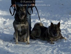 Takoda and Jaegar Elkhound Studs