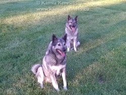 Jaegar and his dad Takoda