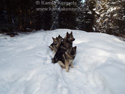 Takoda, Kai and Tora