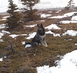 Takoda Growth of An Elkhound