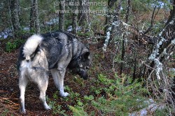 Takoda Elkhound Male Mature Size