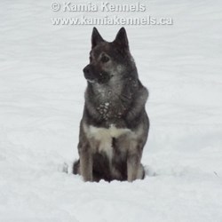 Takoda 7 Year Old Elkhound Male