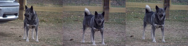 elkhound dogs