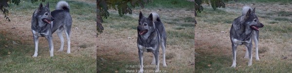 elkhound dogs