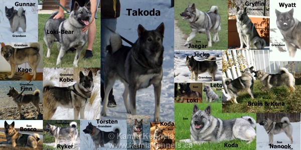 elkhound dogs