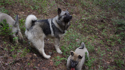 Generational Elkhound Males