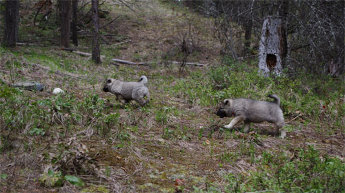 Generations of Elkhounds Training