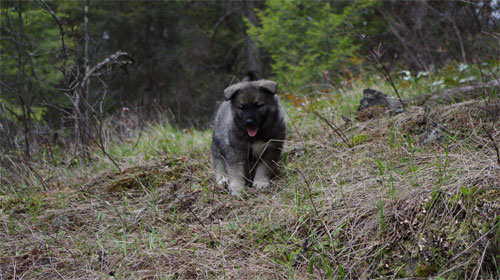 Ancient Elkhound Female Puppy