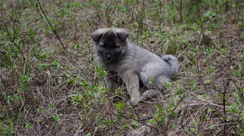 Show Lineage Work Lineage Female Pup