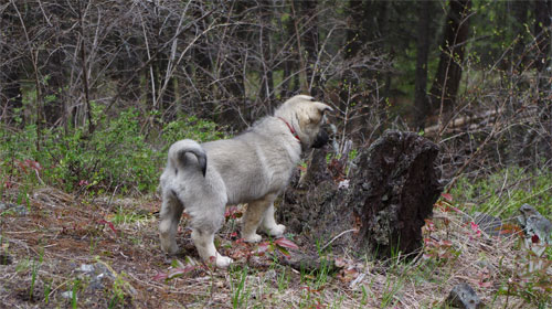 Working Elkhound Female Pup