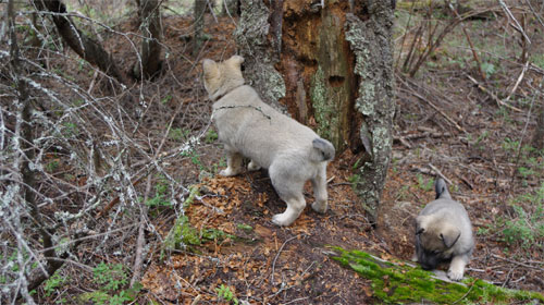 Norwegian Elkhound Pups