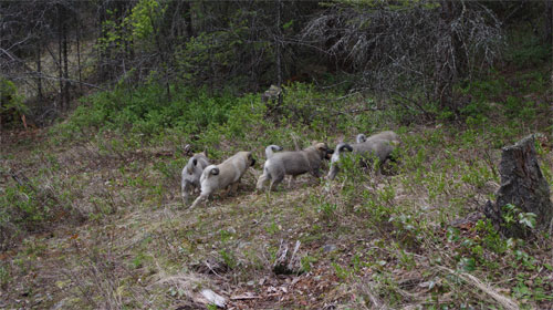 Generations of Elkhound Pups