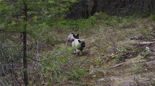 Norwegian Elkhound Puppies