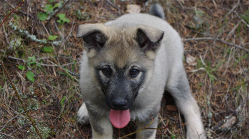 Ancient Elkhound Male Pup