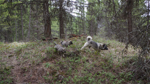 Ancient Elkhound Male Pups