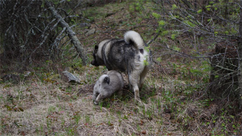 Ancient Elkhound Male and Pups