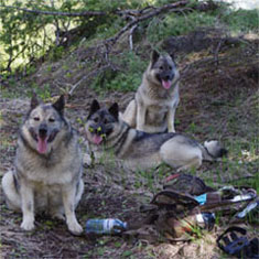 3 Female Elkhounds