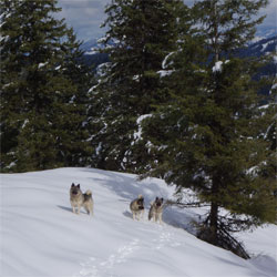 Two Elkhound Siblings, Tekla and Tuva