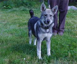 Aina Swedish Elkhound - Jamthund