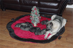 GAEDA with Six Elkhound Puppies