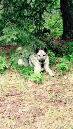 Gunnar - Norwegian Elkhound Male