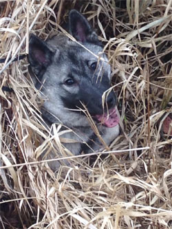 Hrute - Norwegian Elkhound Male