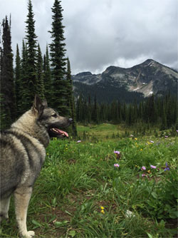 Jaegar checks the alpine meadow for bear