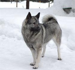 Kalia Female Elkhound