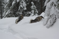 Kalia and Tekla, Snow plowing winter 2016