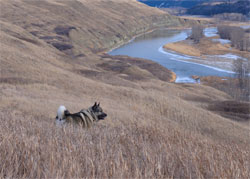 Kobe - Norwegian Elkhound Male