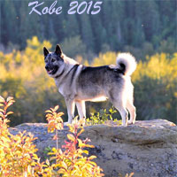 Kobe Elkhound Male