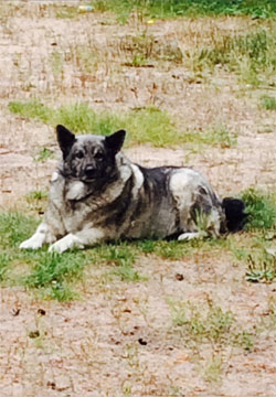 Loki - Norwegian Elkhound Male